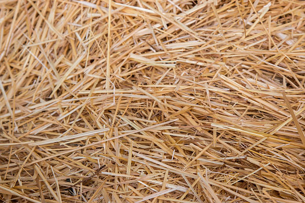 istock View of Hay in a pile 618943658