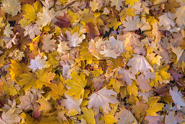 istock Background made of autumn leaves 618944258