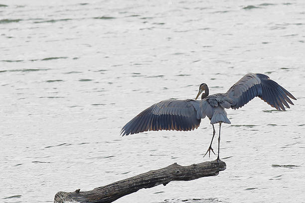 Autumn in Illinois 2016 #24 21 October 2016:   A great blue heron (Ardea herodias) perches on a log extruding from a lake which has been painted nearly white by the afternoon sun and spreads its wings as it prepares to fly. mclean county stock pictures, royalty-free photos & images