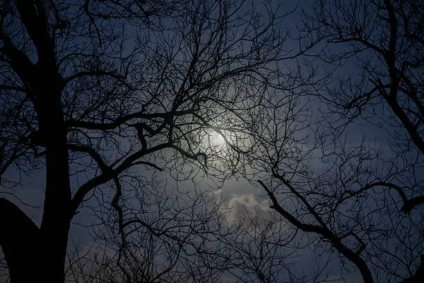 Photo of View of full moon through tree limbs
