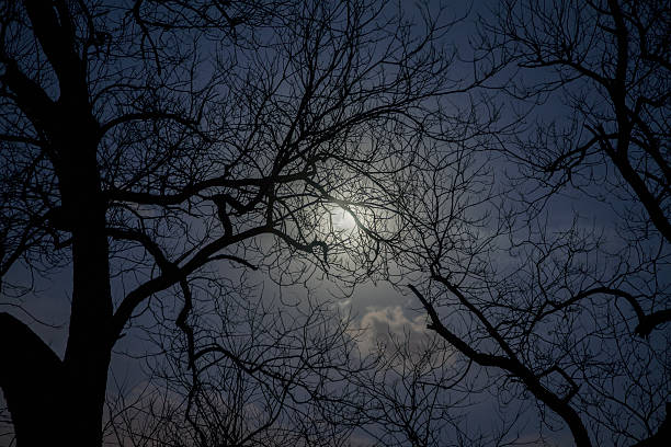 widok pełni księżyca przez kończyny drzew - lunar new year zdjęcia i obrazy z banku zdjęć