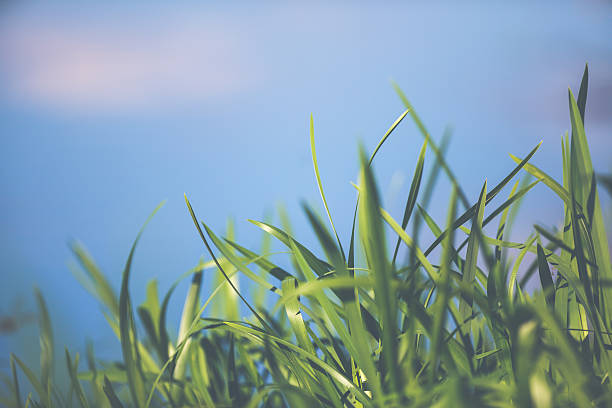 istock Reeds at the water 618946634
