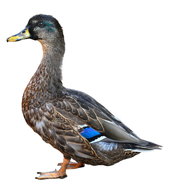 istock Female Mallard with clipping path, standing in front of isolated 618948772