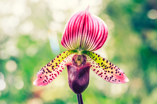 Beautiful Paphiopedilum orchid flowers bloom in natural world