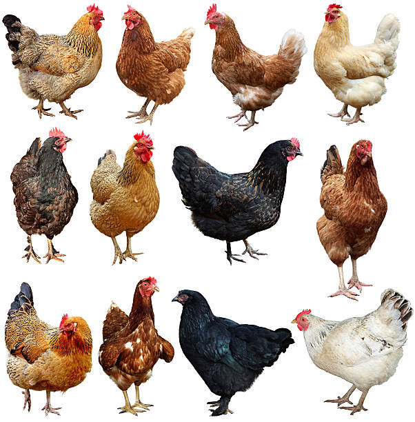 istock Set of chicken isolated on white. 618949212