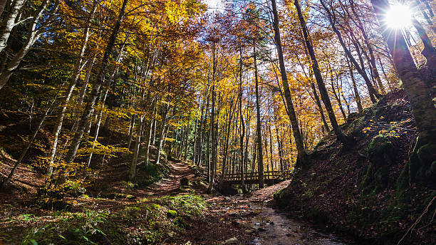 autunno nel parco nazionale delle foreste casentinesi in italia. - parco nazionale delle foreste casentinesi monte falterona campigna foto e immagini stock
