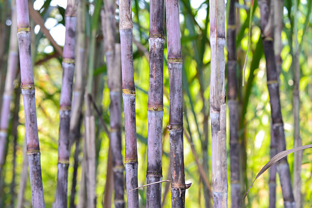 istock fresh sugarcane in garden. 618949422