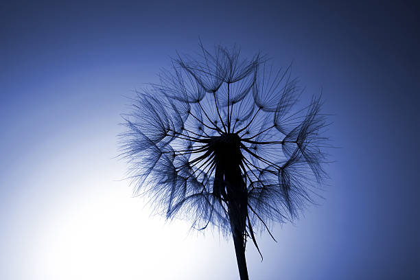 istock silhouette big dandelion on blue background 618949456