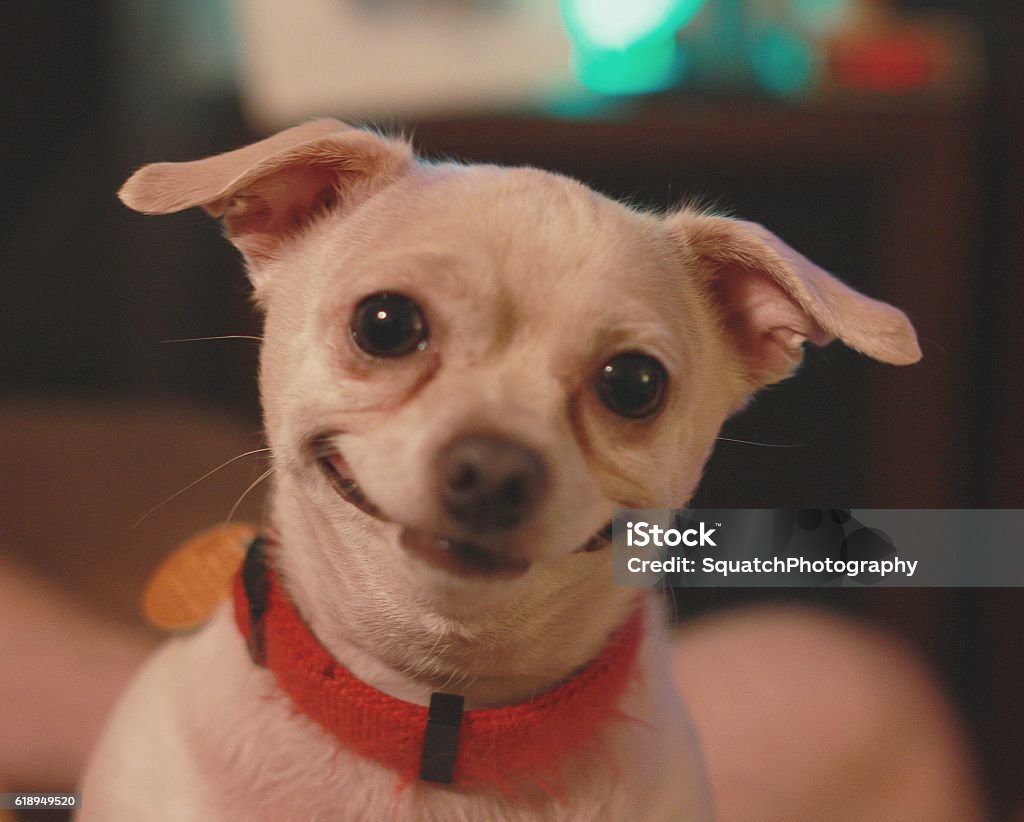 Glücklichster Hund der Welt - Lizenzfrei Hund Stock-Foto
