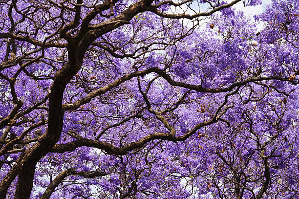Beautiful violet vibrant jacaranda in bloom. Beautiful violet vibrant jacaranda in bloom. Spring in South Africa. Pretoria. pretoria stock pictures, royalty-free photos & images