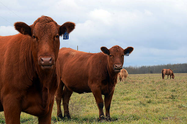 duas vacas castanho - hayfield imagens e fotografias de stock