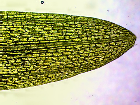 This is where the meristem is. The meristem is the part of the plant where cells split and differentiate into their roles of the organ. As the cells split, the plant grows. 