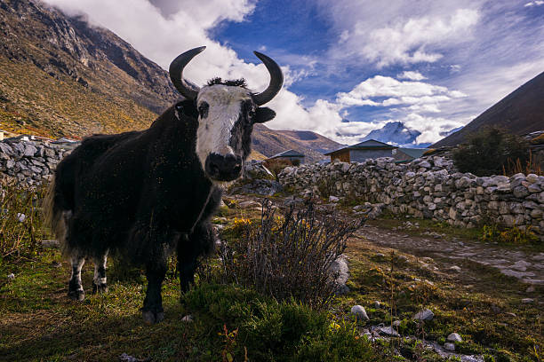 istock yak on the way to Everest base camp. 618951388