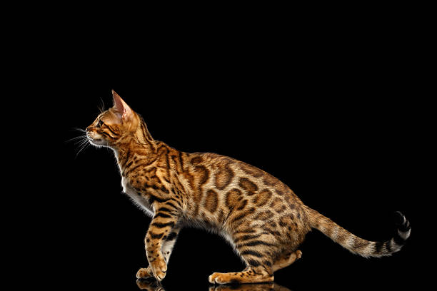 Adorable breed Bengal Cat isolated on Black Background