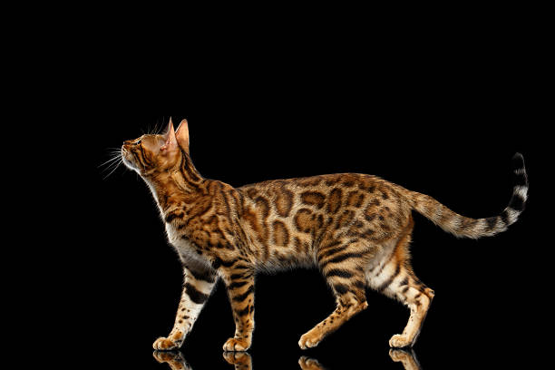 istock Adorable breed Bengal Cat isolated on Black Background 618952398