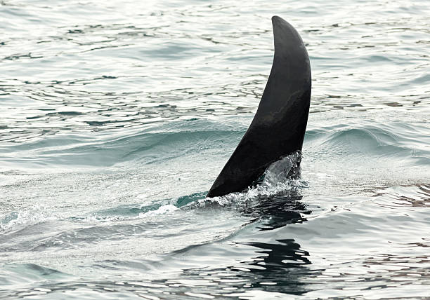 istock Killer Whale - Orcinus Orca in Pacific Ocean. Water area 618953194