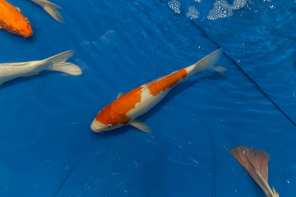 istock Beautiful Fancy carp fish in the blue chamber 618953532
