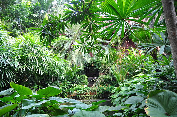istock Green tropical garden in asia 618954186
