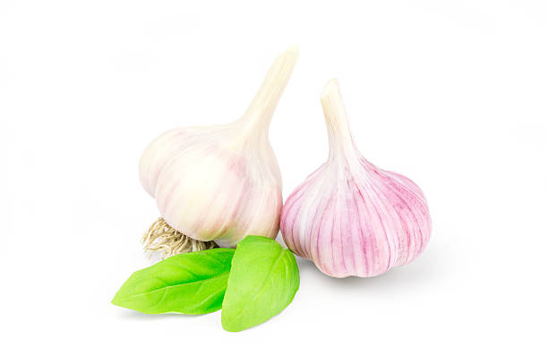 istock Two heads garlic isolated on white background 618955900