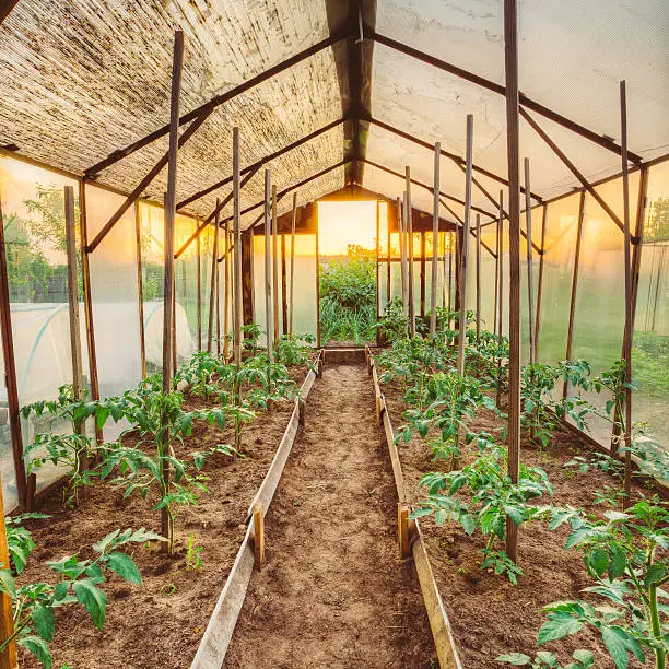 Tomatoes Vegetables Growing In Raised Beds In Vegetable Garden And Hothouse Or Greenhouse. Summer Season