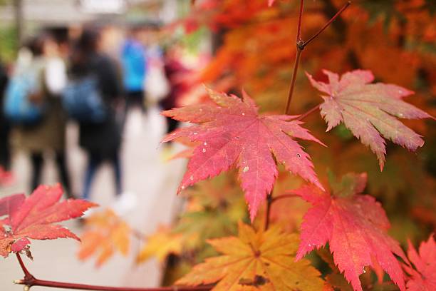 istock autumn hiking landscape background 618957194