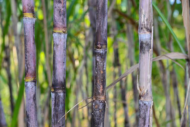 istock fresh sugarcane in garden. 618957196