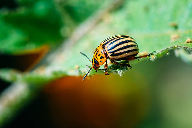 istock Colorado Potato Striped Beetle - Leptinotarsa Decemlineata 618957324