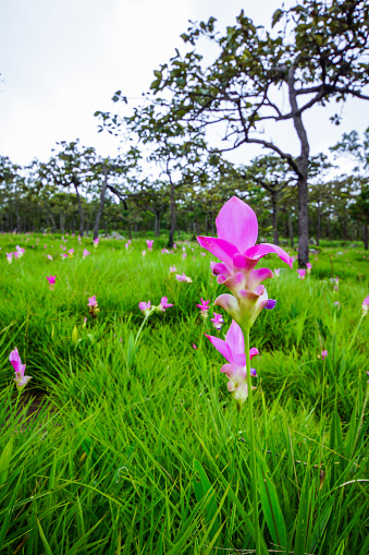 Field of Siam Tulip in national park in Chaiyaphum of Thailand