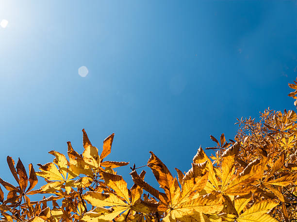 Golden Leaves with Blue Sky Background and copy space