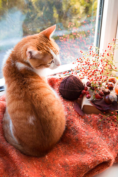 Beautiful cat behind the glass