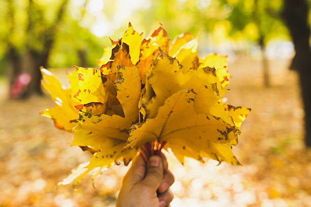 istock Hand holding yellow maple leaves on autumn sunny background 618961006