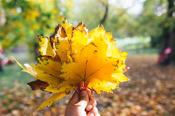 istock Hand holding yellow maple leaves on autumn sunny background 618961098