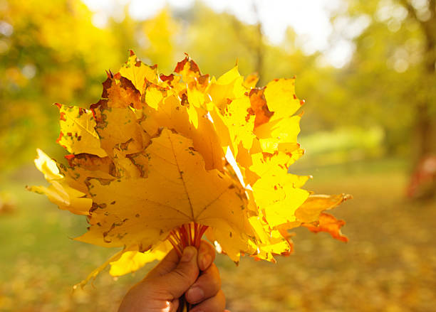 istock Hand holding yellow maple leaves on autumn sunny background 618961152