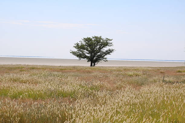 istock Tree in front of Etosha pan, Etosha National Park, Namibia 618961210
