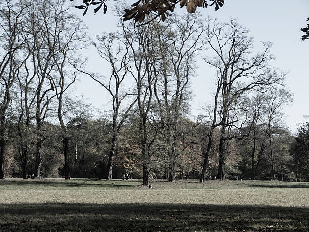 A cold Winter landscape in the park.