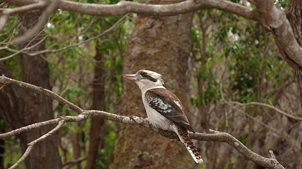 istock Laughing Kookaburra Bird Australia 618964730
