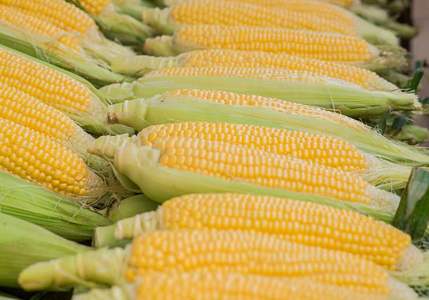 istock Fresh Corns in Market. Corn cob between green leaves. 618966016