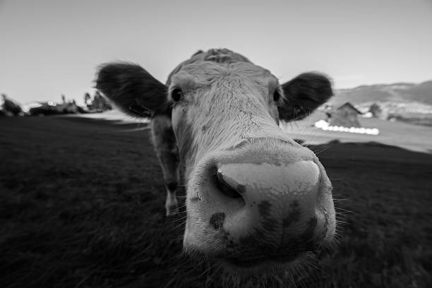 istock Cow Close Up Black and White 618966378