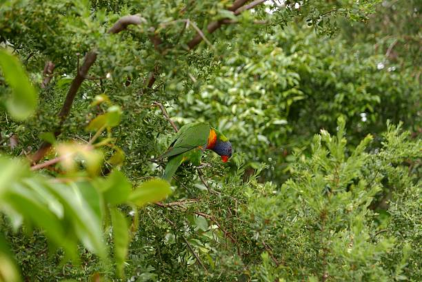 istock Rainbow lorikeet, colorful parrot in Australia 618967974