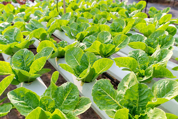 Vegetable salad planted in house plant nursery stock photo