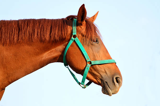 istock Thoroughbred young horse posing against blue sky natural backgro 618968442