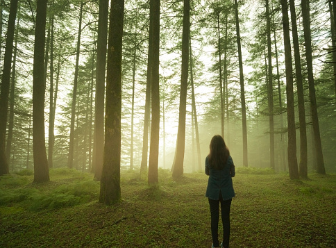 Outdoor silhouette image of a girl standing alone in pine forest at twilight in spring season. She is standing by folded arms and looking at beautiful view of golden sunlight glowing through horizon and cluster of pine tree trunks. She is standing by her back at camera.  One person, full length, horizontal composition with copy space.