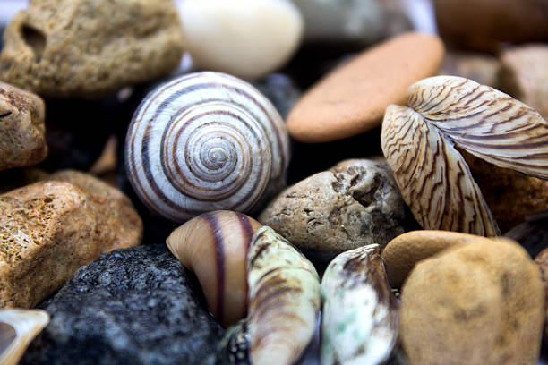 A beautiful collection of cockle shells from the Atlantic Ocean. Shot with a Canon 5D Mark IV.