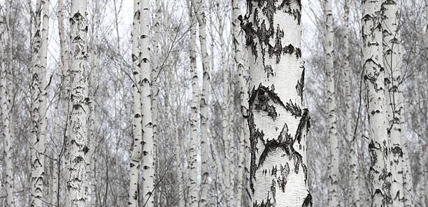 istock Grove of birch trees in early autumn 618970544