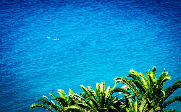Nice, France - July 31, 2015: Lone swimmer off the beach in the Mediterranean sea in Nice, France.  This is on a hot July summers day with palm trees in the foreground.