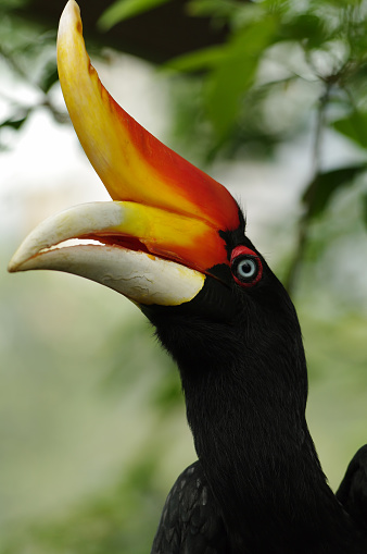 The largest species of hornbills, reaching a length of 122 cm. Bird Park, Kuala Lumpur, Malaysia. a side view in the wild on a background of green foliage, Malaysia