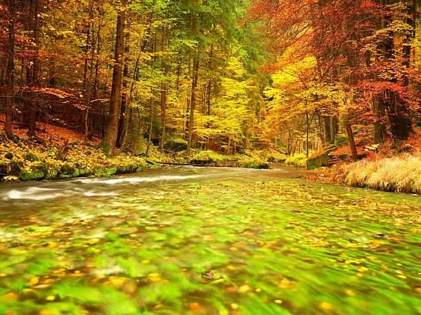 istock Autumn nature. Mountain river with low water, colorful leaves forest 618970938