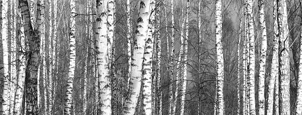istock Grove of birch trees in early autumn 618971064