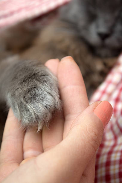 istock Fluffy gray kitten paws in the women's palm, hand 618971086