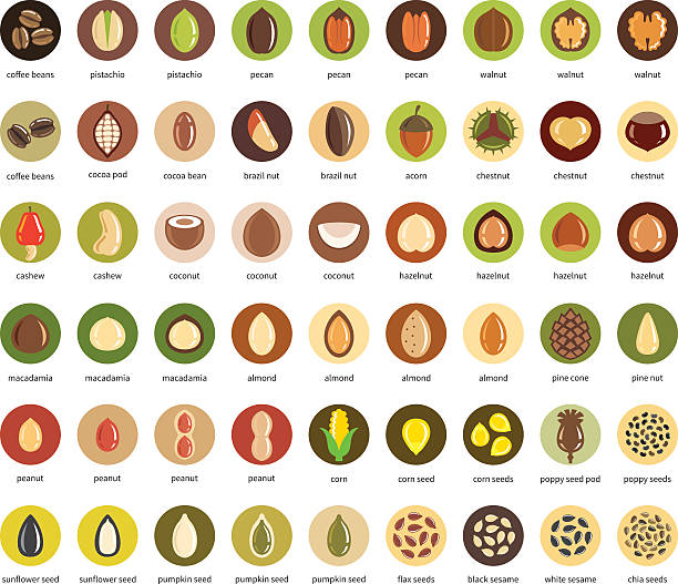 ilustraciones, imágenes clip art, dibujos animados e iconos de stock de conjunto de iconos vectoriales de frutos secos y semillas - pine nut illustrations